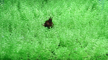 ThaiNymphaea0003.jpg
