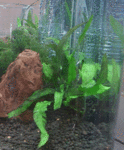 mikurosoriumu1.gif