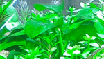 nana1.gif
